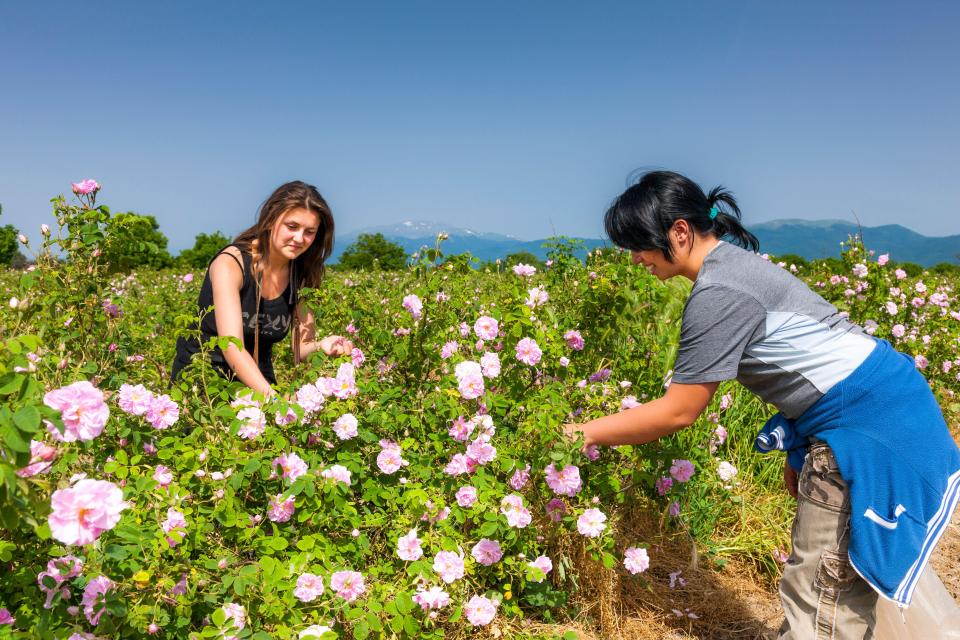 Tourists can join the rose harvest during weekends