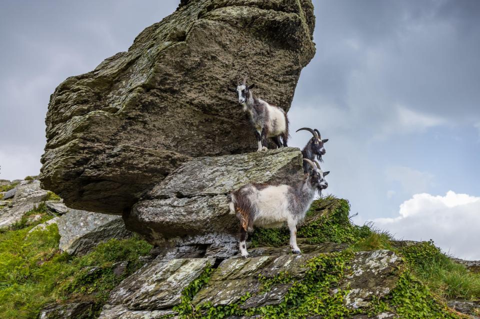 Wild goats add to the alpine feel high up on the cliffs