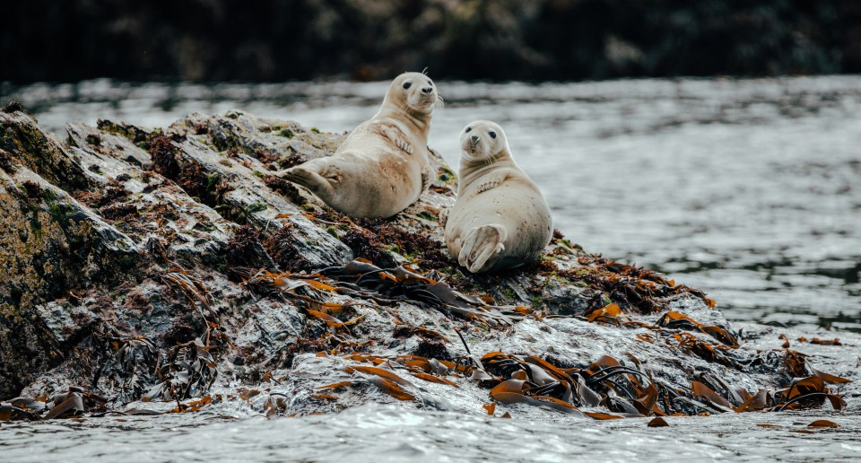 Relax on the sandy beach and try a spot of seal watching