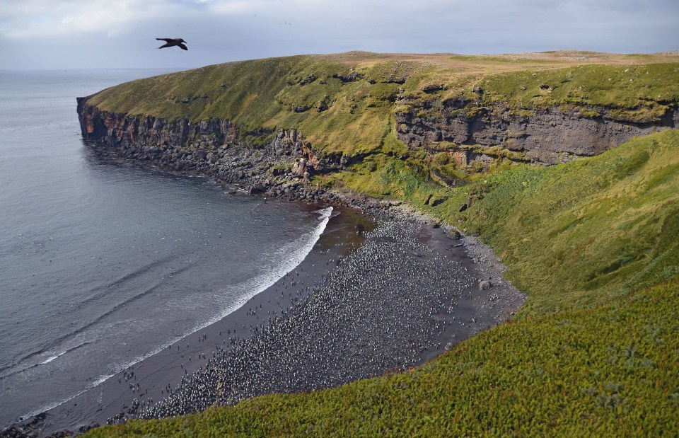 The island is home to dozens of different animals - birds, mice, penguins, seals and more