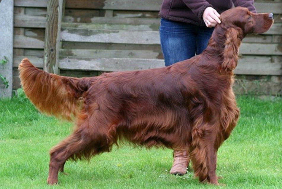 Irish Red Setter Jagger is believed to have eaten beef laced with poison