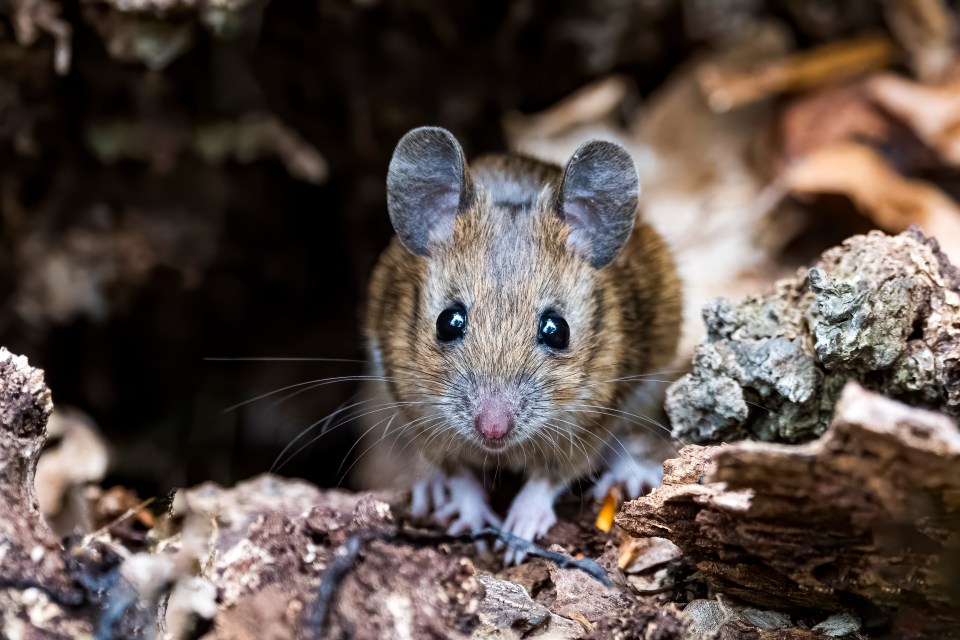 Mice are wreaking havoc on the wildlife that call Marion Island home