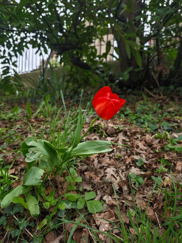 Love the detail on this pretty poppy