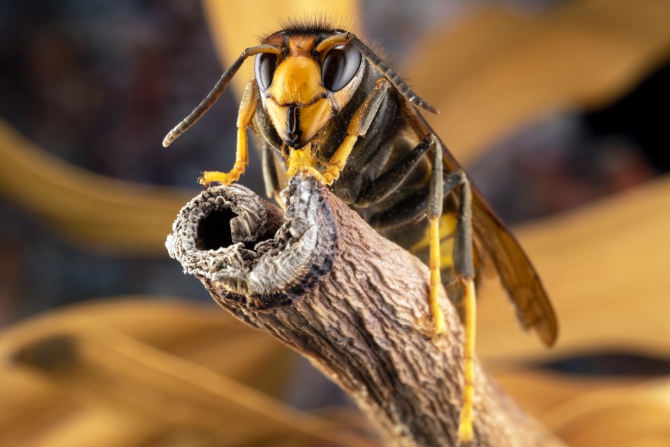 The Asian hornet can eat up to 50 honey bees at a time