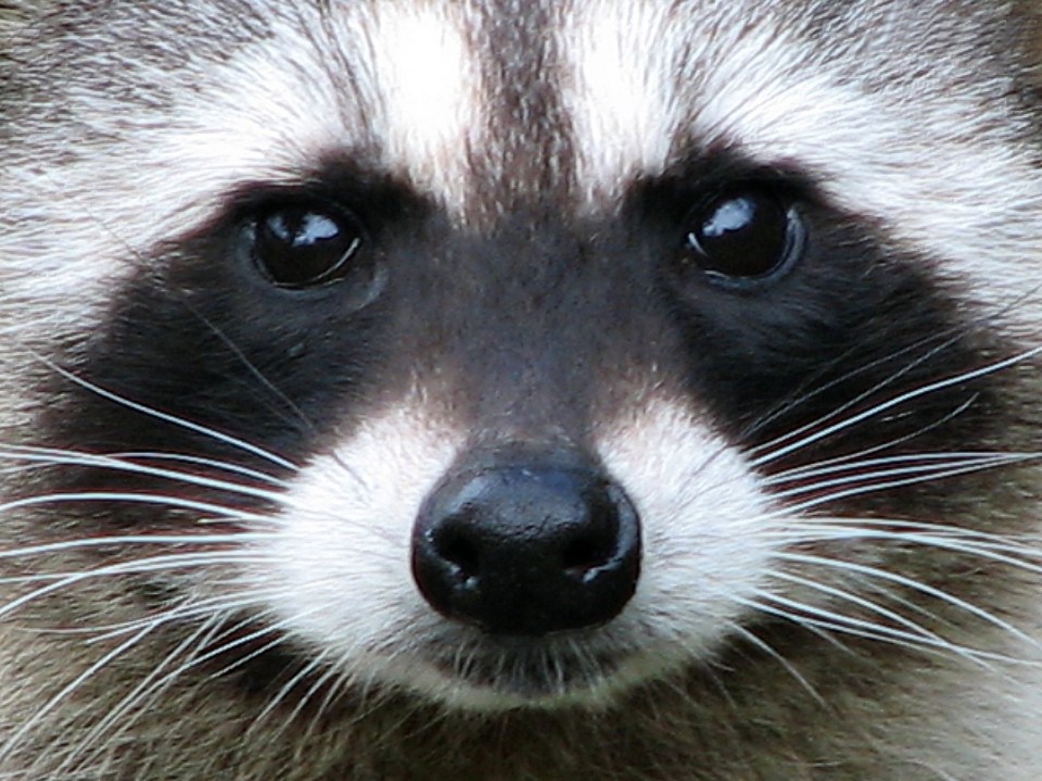 Have you ever suffered with ‘raccoon eyes’?