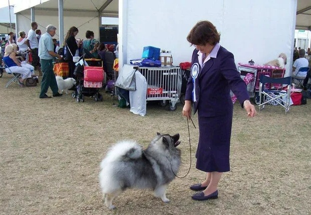 Dawn Gregory was filmed showing her dog at Crufts, despite claiming she couldn't walk