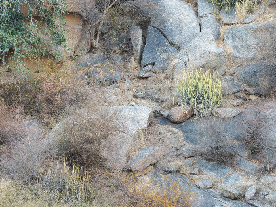 Spot the leopard in this image in just 12 seconds