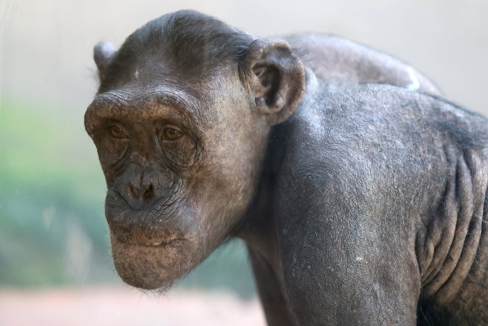 Peta claims the bald apes are psychologically disturbed