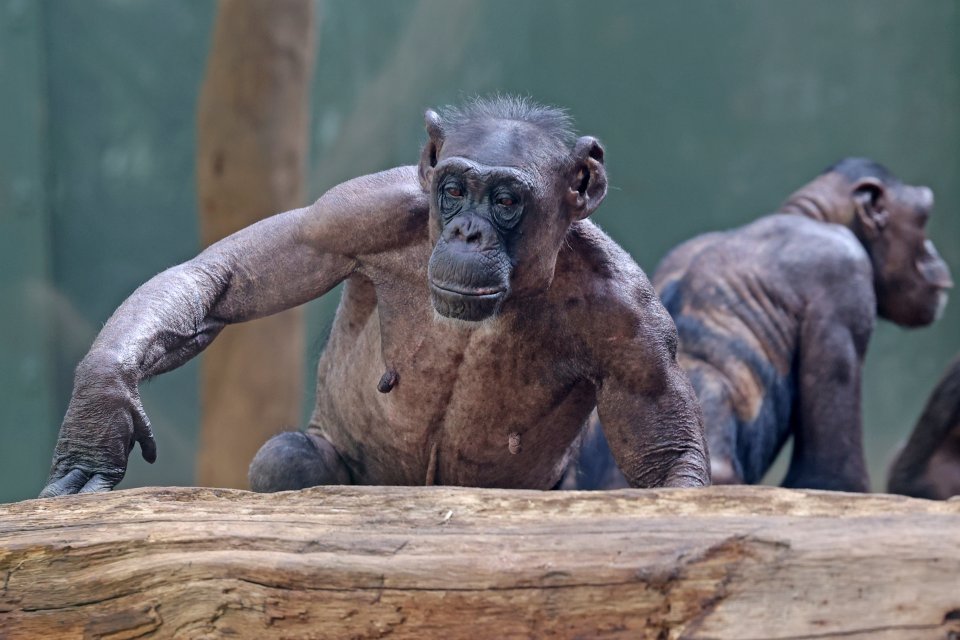 The hairless chimps have been pulling both their own and others' fur out in their small enclosure