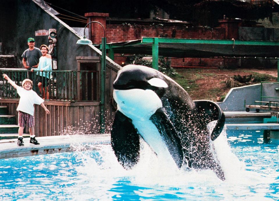 Free Willy hit cinemas worldwide in 1993