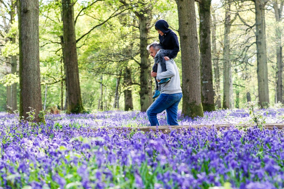 Budget-friendly tips for your woodland strolls to make most of spring sights