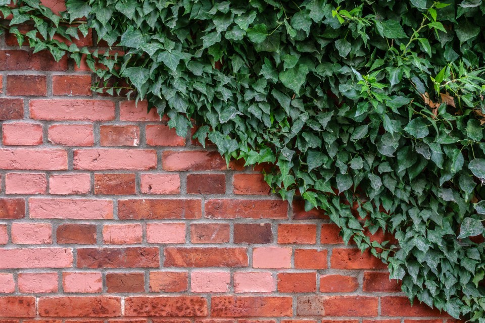 A garden pro has shared the two-ingredient solution he swears by for removing ivy 'forever'