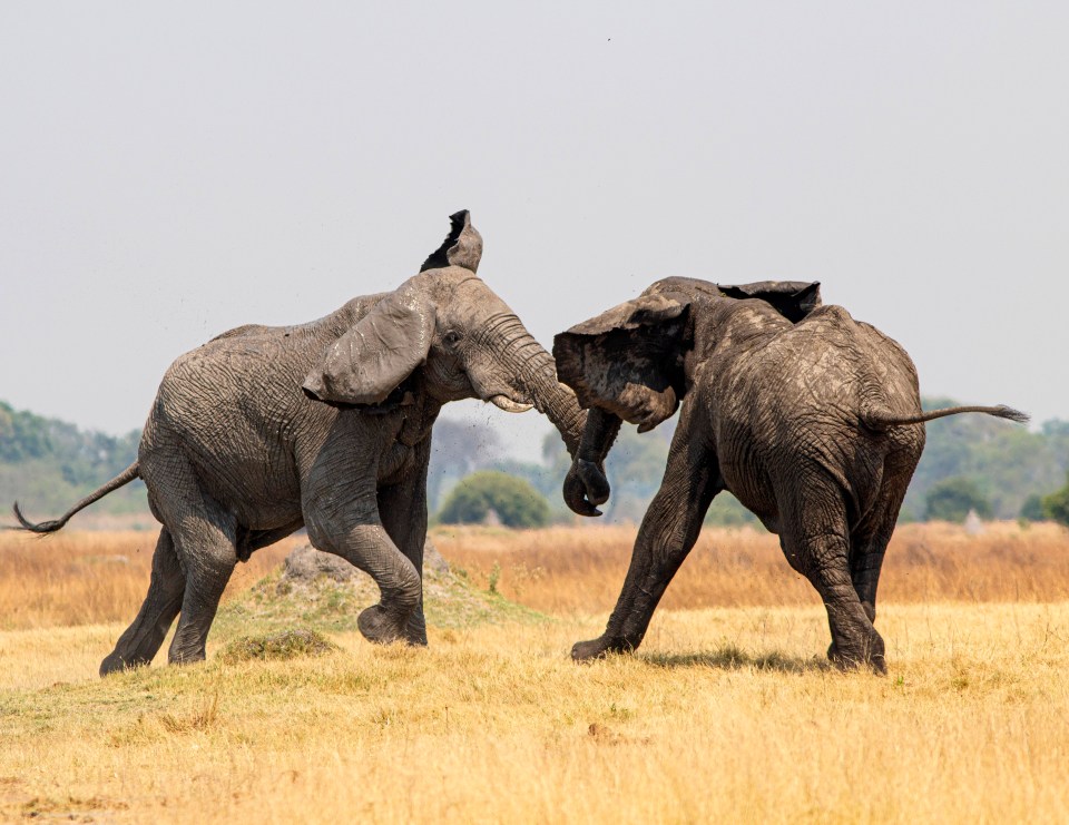 Bull elephants can become sexually aggressive and highly violent during mating season