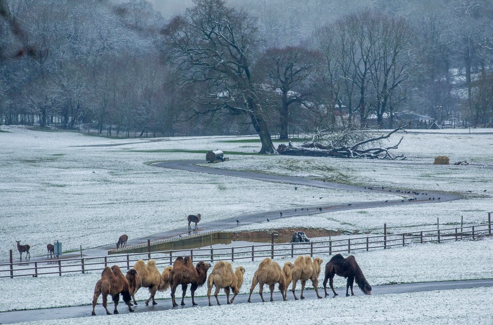 Cold camels made their way through the snowy grounds of Longleat in the West Country on March 2