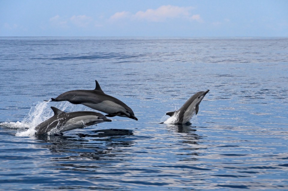 Dolphins are also sometimes spotted at the beach, along with deer