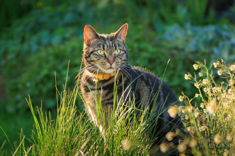 Cats are legally allowed to roam freely in your garden