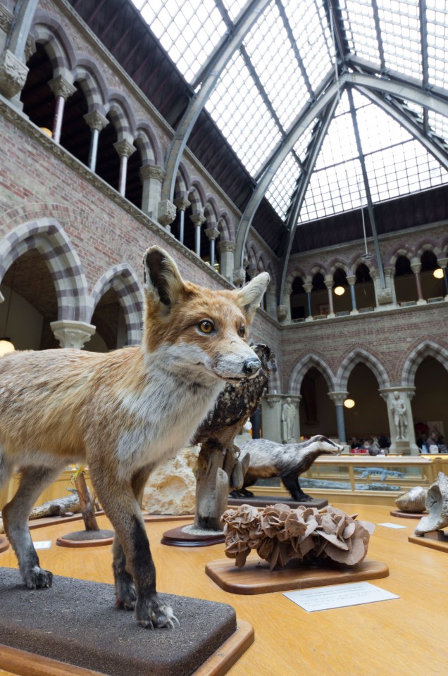 The Natural History Museum in Oxford is smashing educational fun