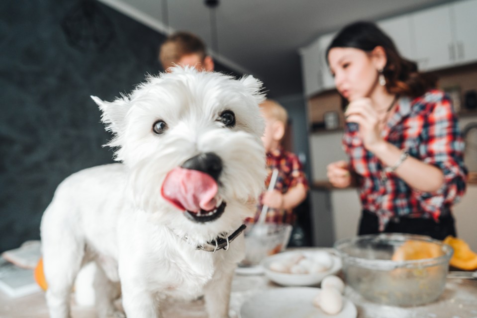 Four homemade dog treats and games for your pooch - that only cost pennies