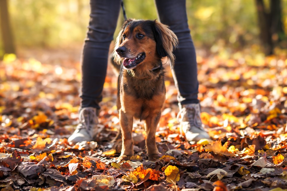 Dog walkers have been issued with an urging warning