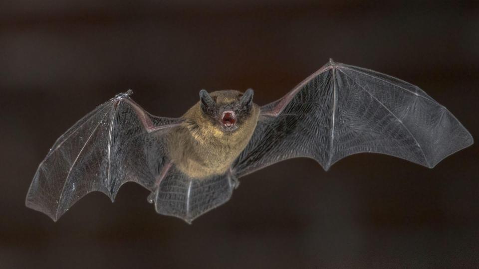 Disturbing bats can result in jail