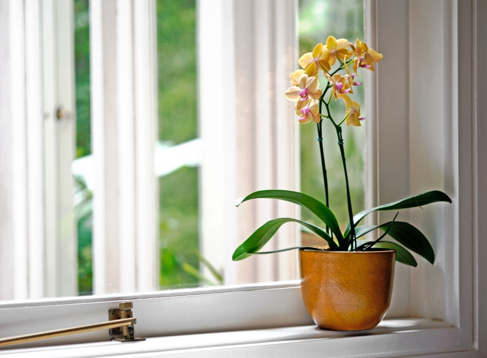 a potted plant with yellow flowers sits on a window sill