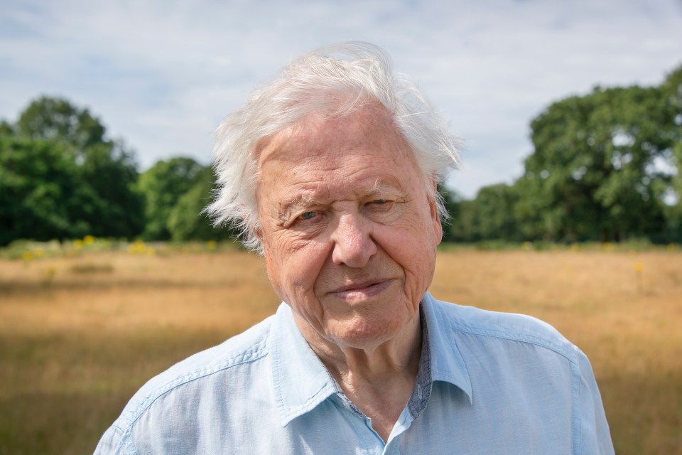 Worth £200 a year... a biennial Planet Earth (Attenborough will be 102 in 2028)