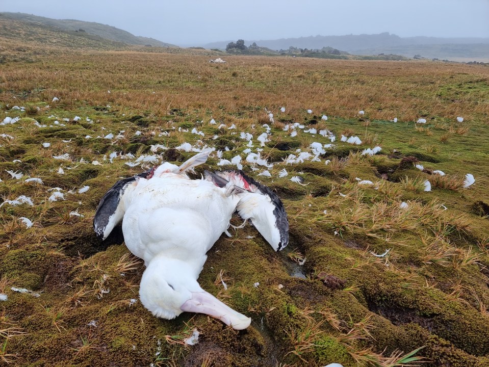 A dead bird that fell victim to the 'zombie mice' on Marion Island