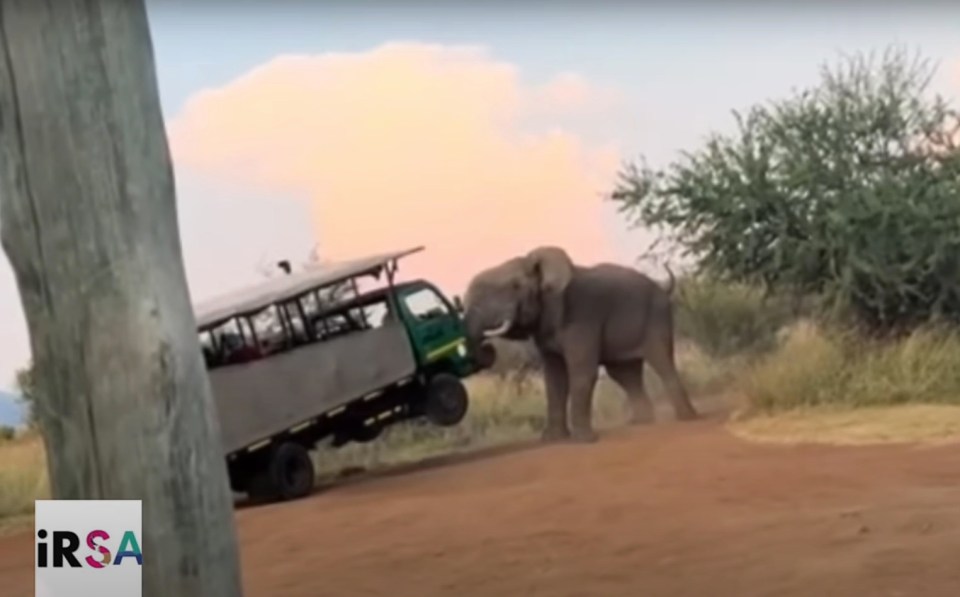 Footage shows the moment the elephant charges at the truck