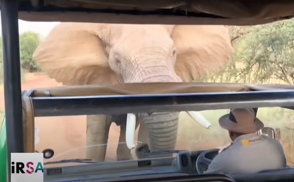 The only thing separating the driver and the elephant was a glass windscreen