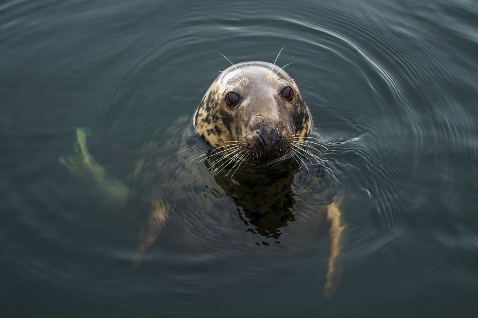 Seals are frequently spotted in the river next to the pub