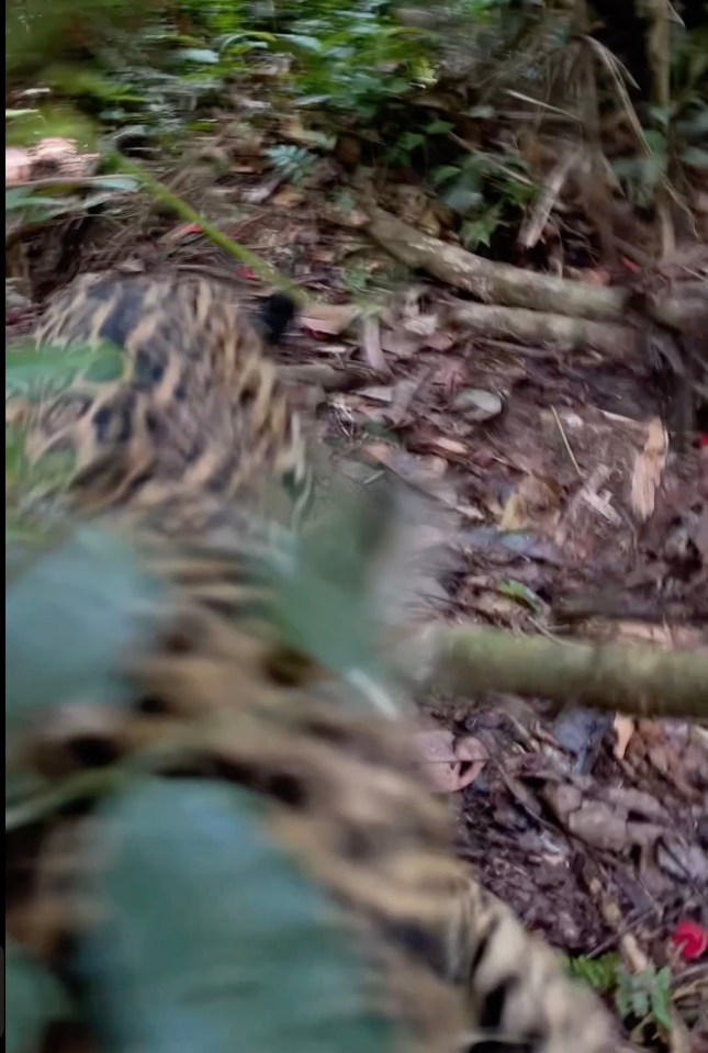 The jaguar pounces on a tour guide out of nowhere in the jungles of Peru