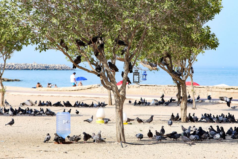 Pigeons can be seen grouping together in Kuwait City to avoid the heat