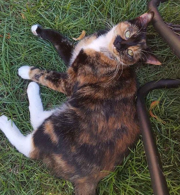 Squiggles was found dead and mutilated and was one of hundreds of alleged victims of the so-called Croydon Cat Killer