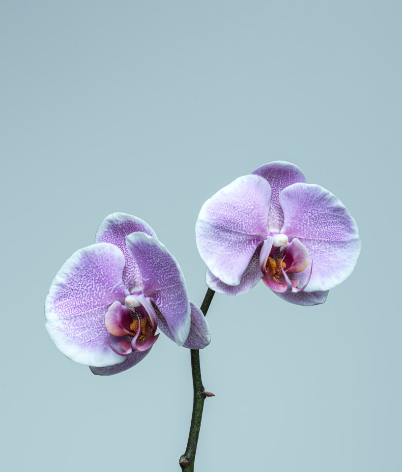 a close up of two purple orchids on a white background