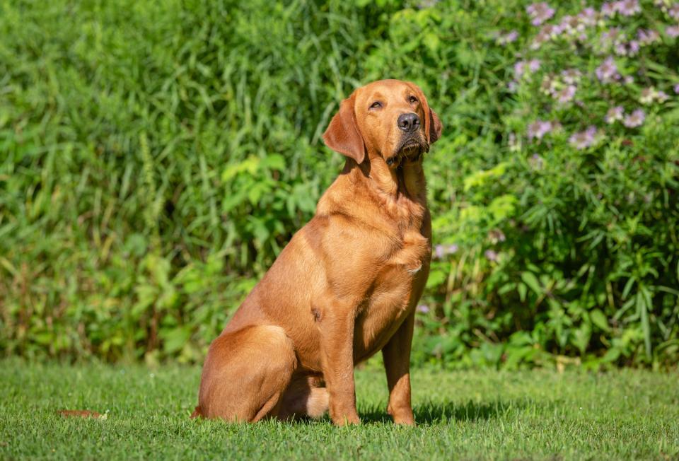 Dogs bring you an enormous amount of happiness but they are also a constant worry