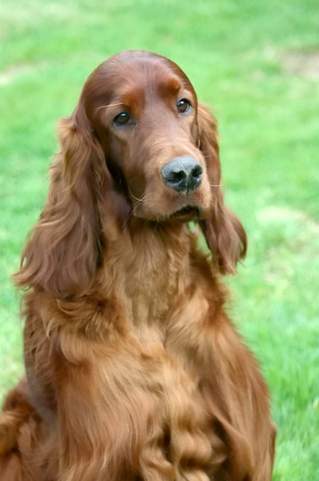 In 2015, prize-winning Irish Setter Thendara Satisfaction, aka Jagger, died just days after competing at Crufts