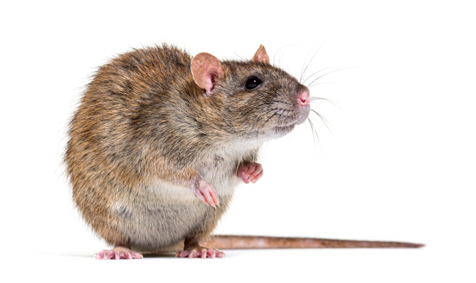 There’s a simple way to get rid of rats... keep your food locked up and your surfaces super clean