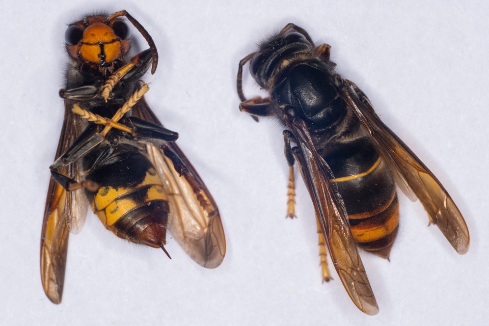 A female Asian Hornet (Vespa Velutina) with its sting still attached