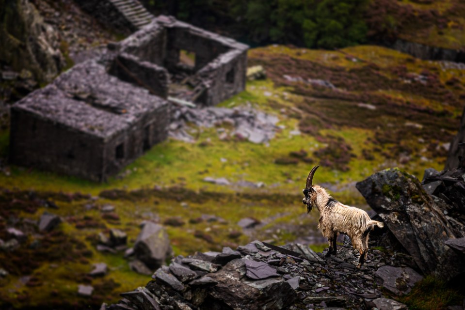 The Slate Landscape of north west Wales has been compared to Machu Picchu