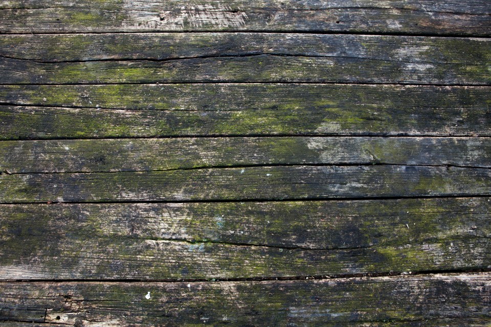 Texture Old Weathered, Putrefied Wooden Boards Covered with Moss