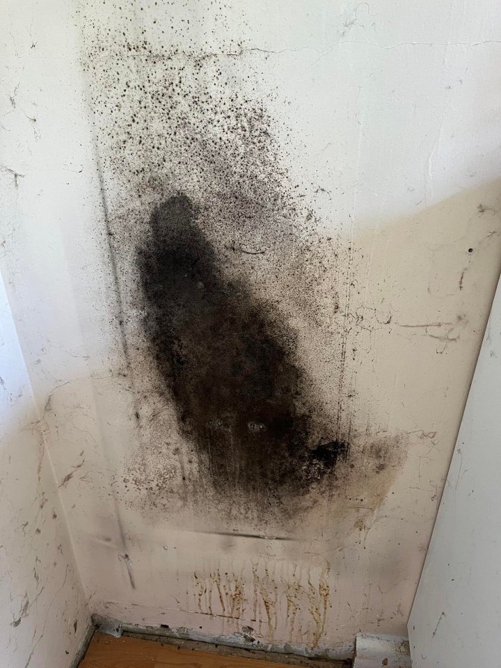 Immy's walls were thick with black mould spores