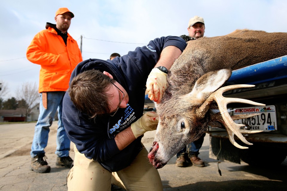 Hundreds of deer in Yellowstone National Park were found to have been infected with CWD in December