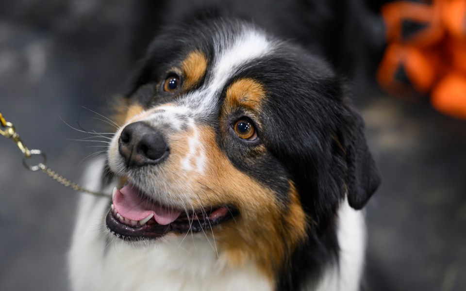 A vet Assistant has revealed the 10 breeds of dog she would never own