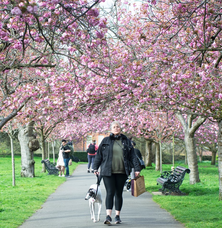 A dog walker under the cherry blossom in Greenwich Park