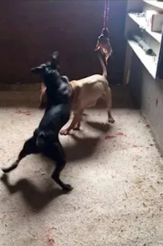 Dogs being trained to fight to the death