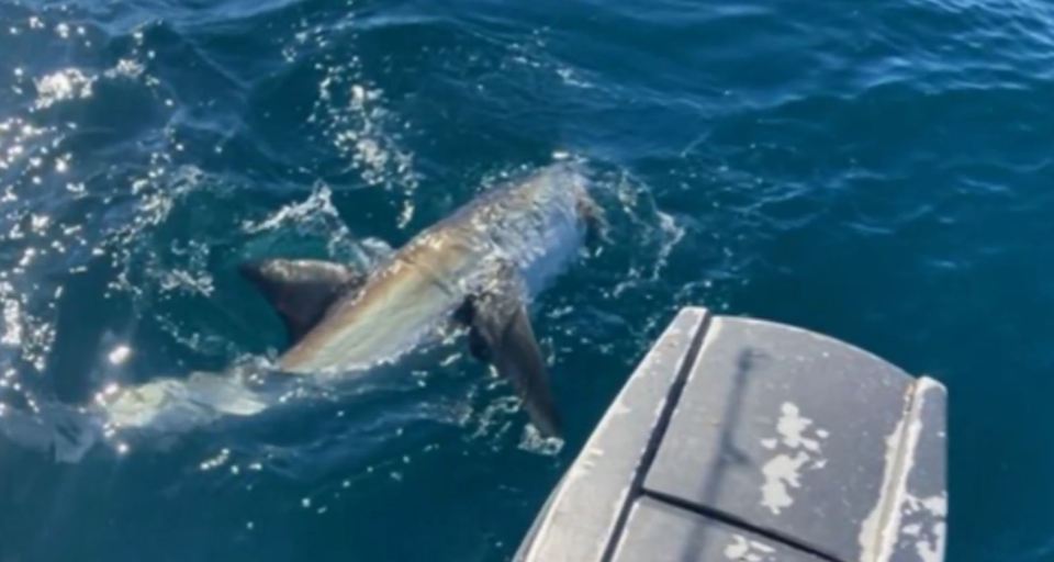 The 6ft great white circling their boat