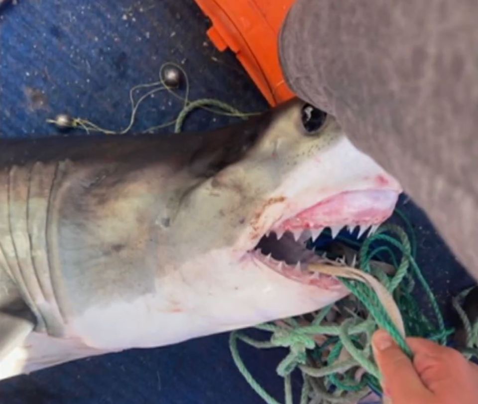 The great white on board the fishing boat