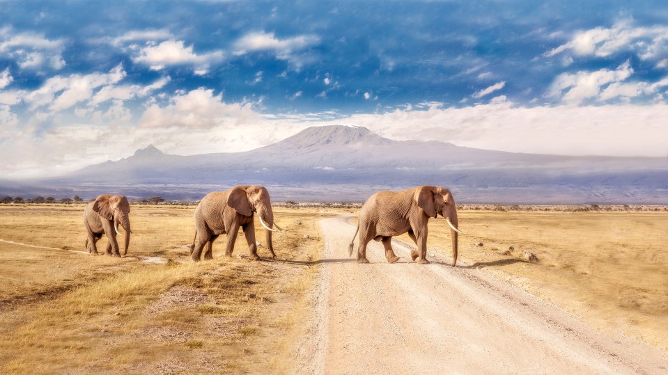 Three elephants cross a road in front of Mt Kilimanjaro in Amboseli National Park, Kenya