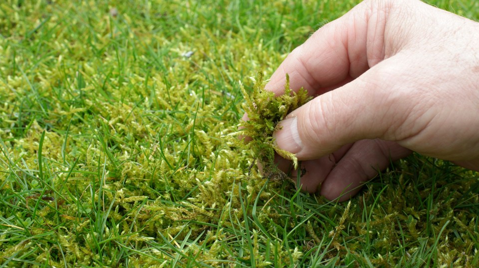 King Charles' senior gardener has given his top tips for removing moss from your lawn