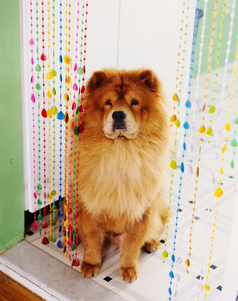 A Chow Chow dog